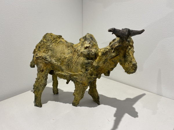 Zebu