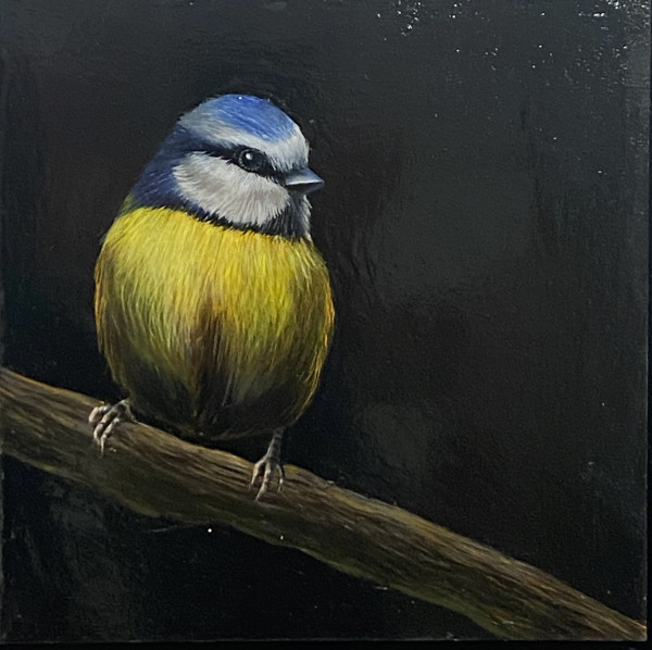 Blaumeise