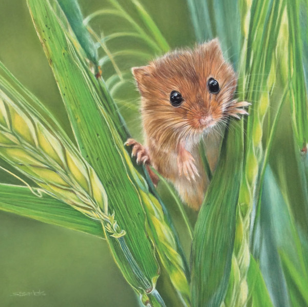 Peekaboo